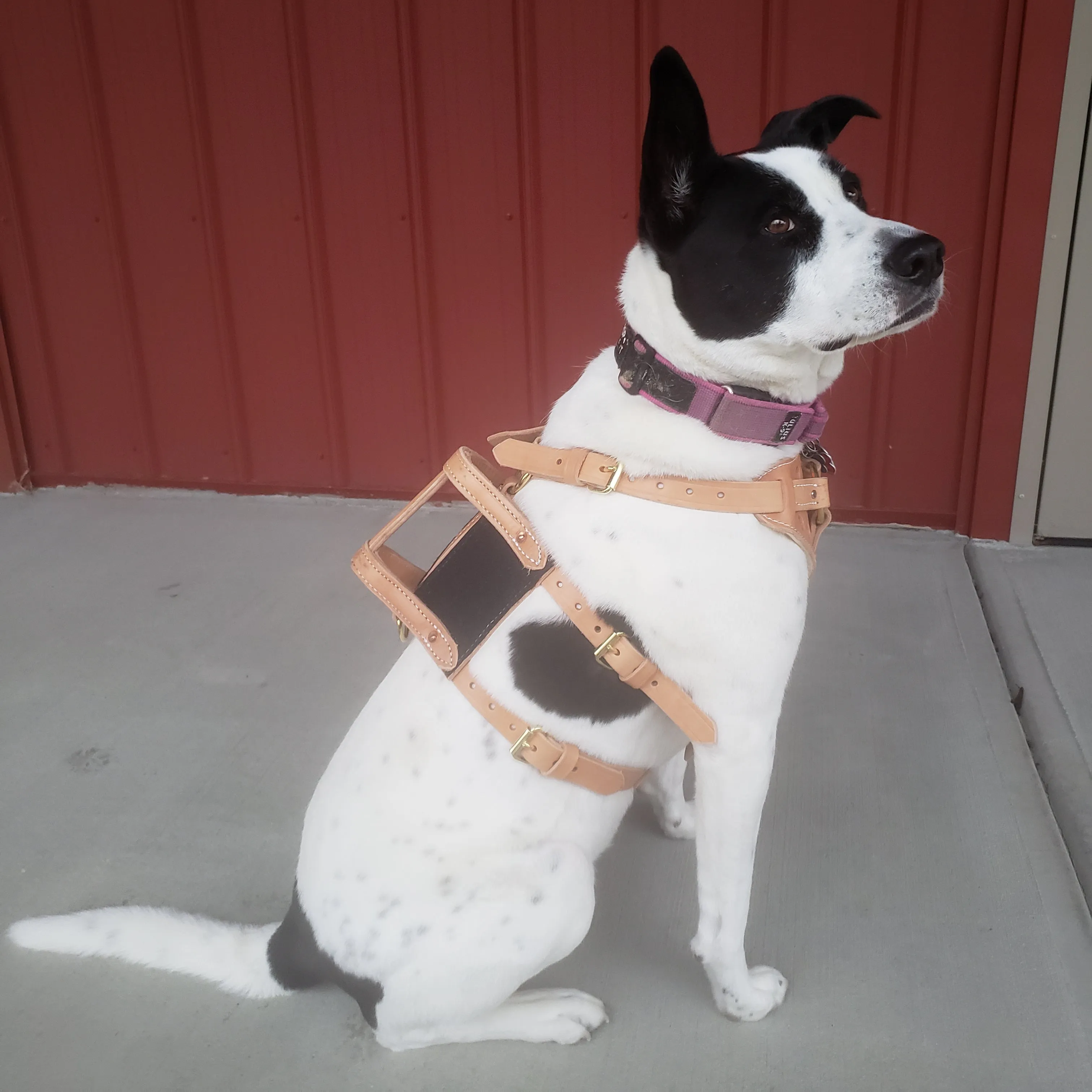 2.5" Raised Handle Assistance Harness with Velcro