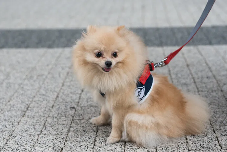 Bowl and Bone Navy Denim Dog Harness