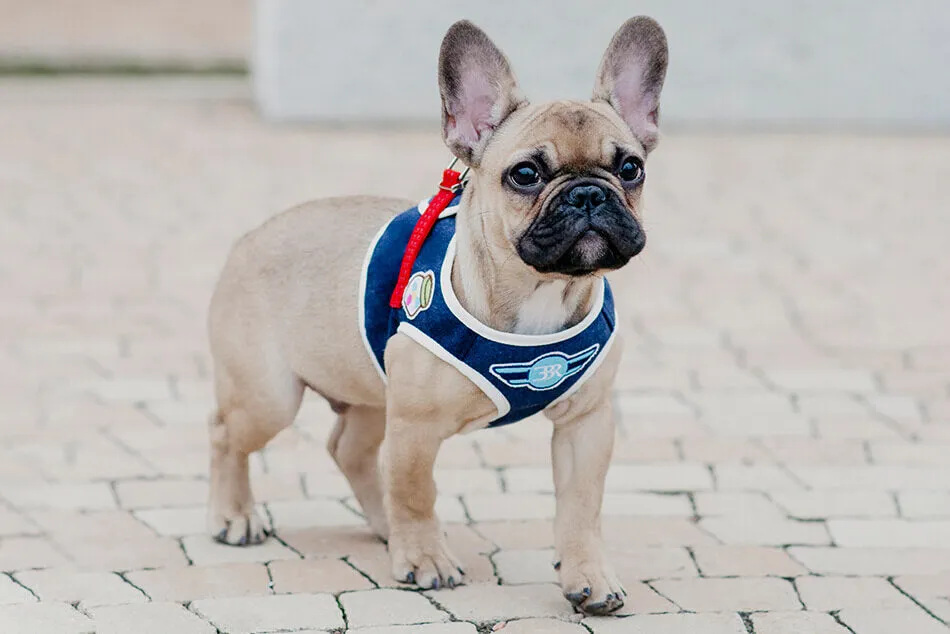 Bowl and Bone Navy Denim Dog Harness